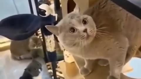 Cat singing like that