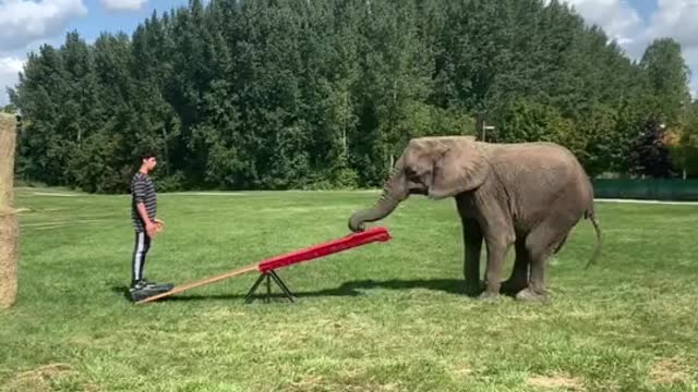 watch this master played with these elephants