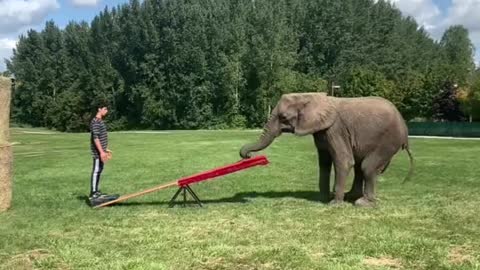 watch this master played with these elephants