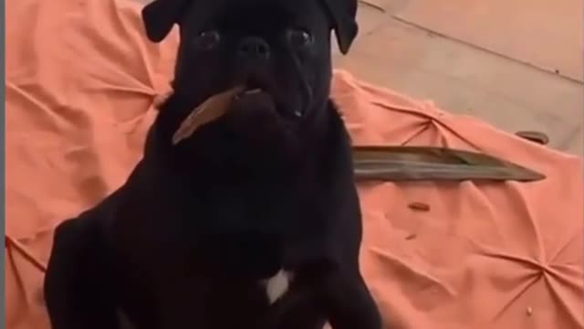 🤣 Funny dog videos try not to Laugh 🤣