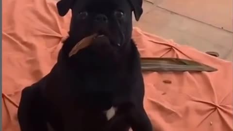 🤣 Funny dog videos try not to Laugh 🤣