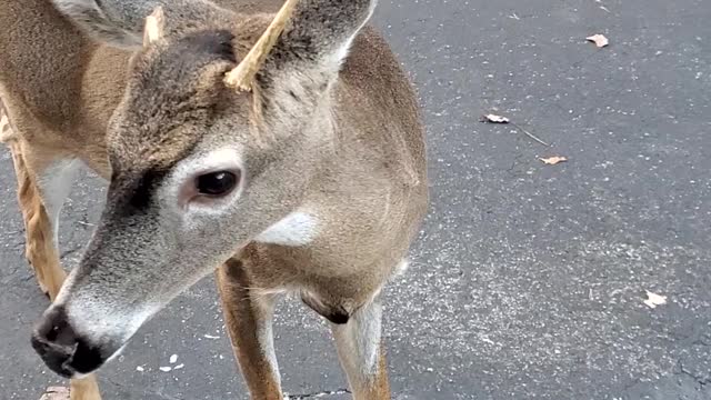 Escorting Deer Back Across the Bridge