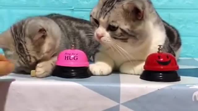 Lovely Cat, black cat, cats, funny cats, funny cat videos