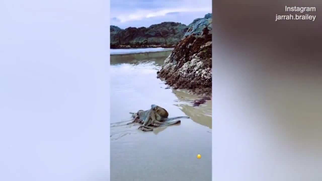 OCTOPUS WALKING IN THE BEACH