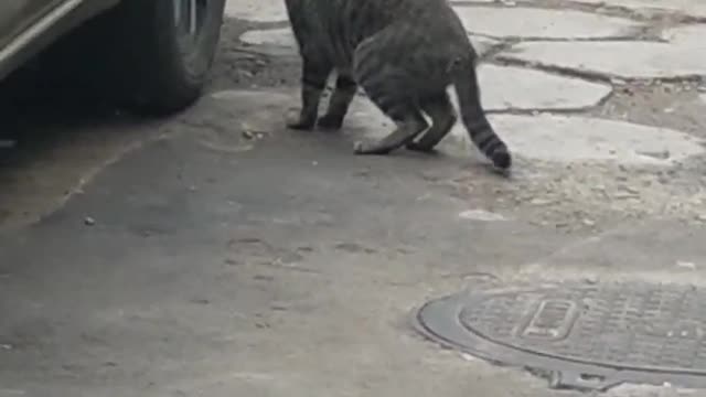 cat ready to catch mouse