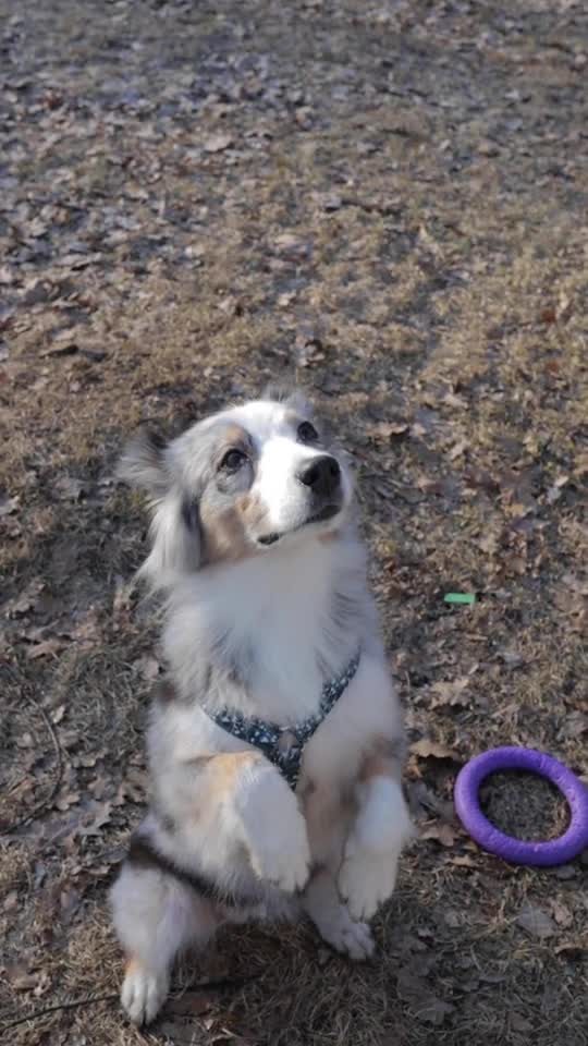 Pup tries to stand steadily for photoshoot