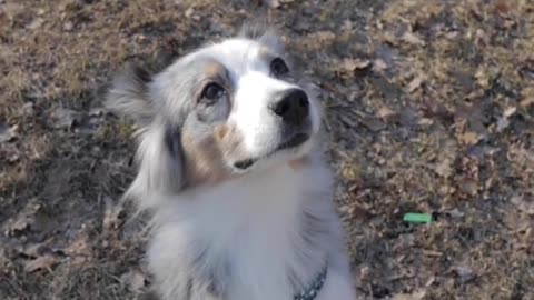 Pup tries to stand steadily for photoshoot