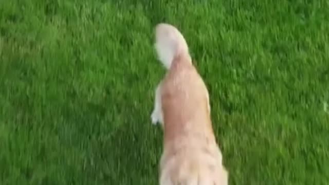 DRONES VIDEO. Funny DOGGO. Dogs #shorts