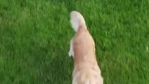 DRONES VIDEO. Funny DOGGO. Dogs #shorts