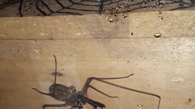 tail less whip scorpion