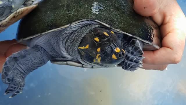 see little turtles in the water