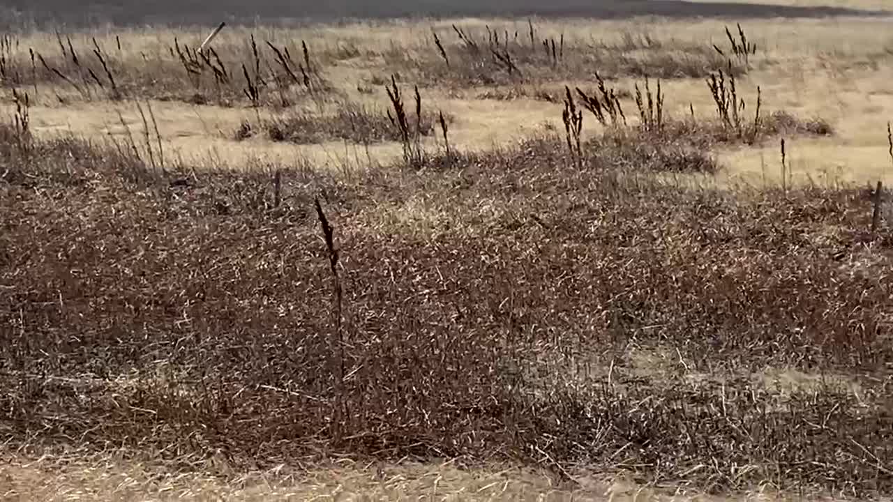 Sulphur Dust Coming Out From Wetland Pond