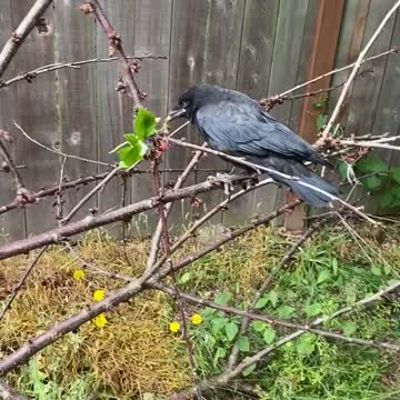 Our crow friend Hank