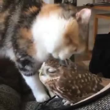 Cats 🐱🐈 cat🐱🐈cat🐈🐱 chat