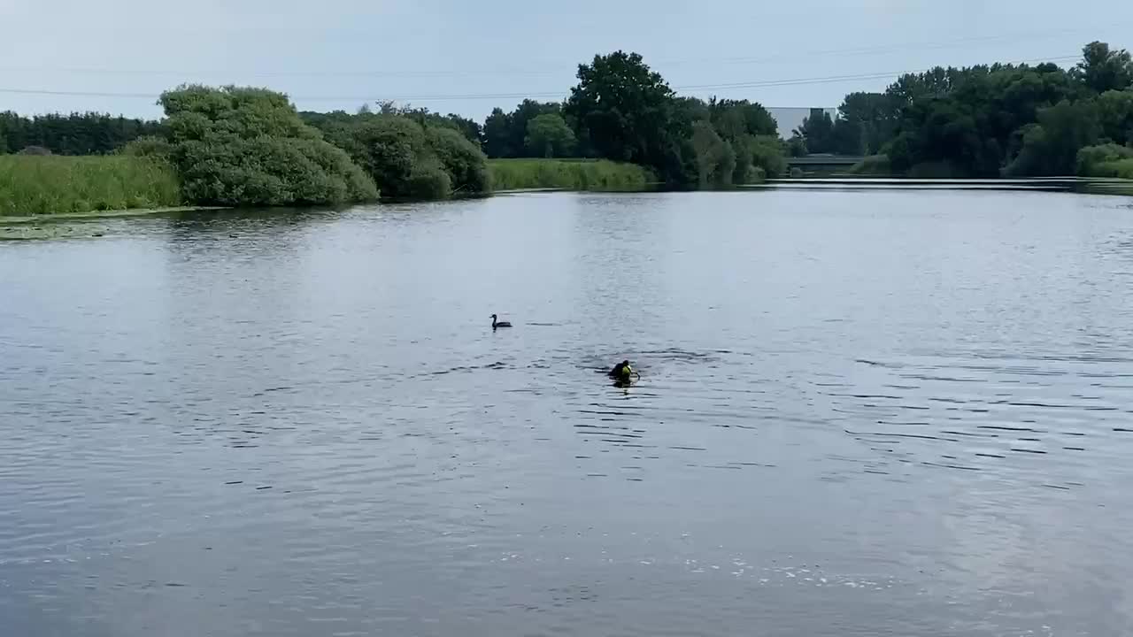 Crazy Duck Tries To Steal Dog's Toy Away From Him