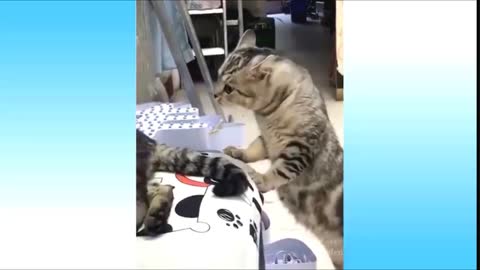 Funny Cat Enjoying