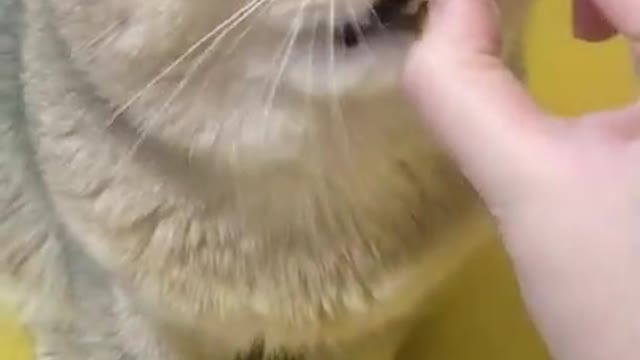 OMG Cute Cats Videos