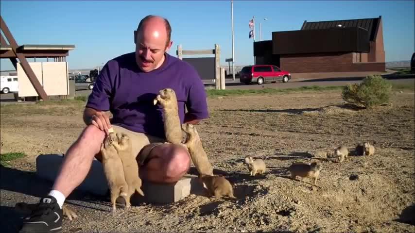 Prairie Dogs Playing - CUTEST Compilations