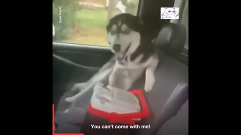 Funniest Husky Videos | Funny And Cute Dog Videos Compilation