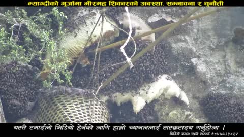 The Himalayan honey hunters of Nepal