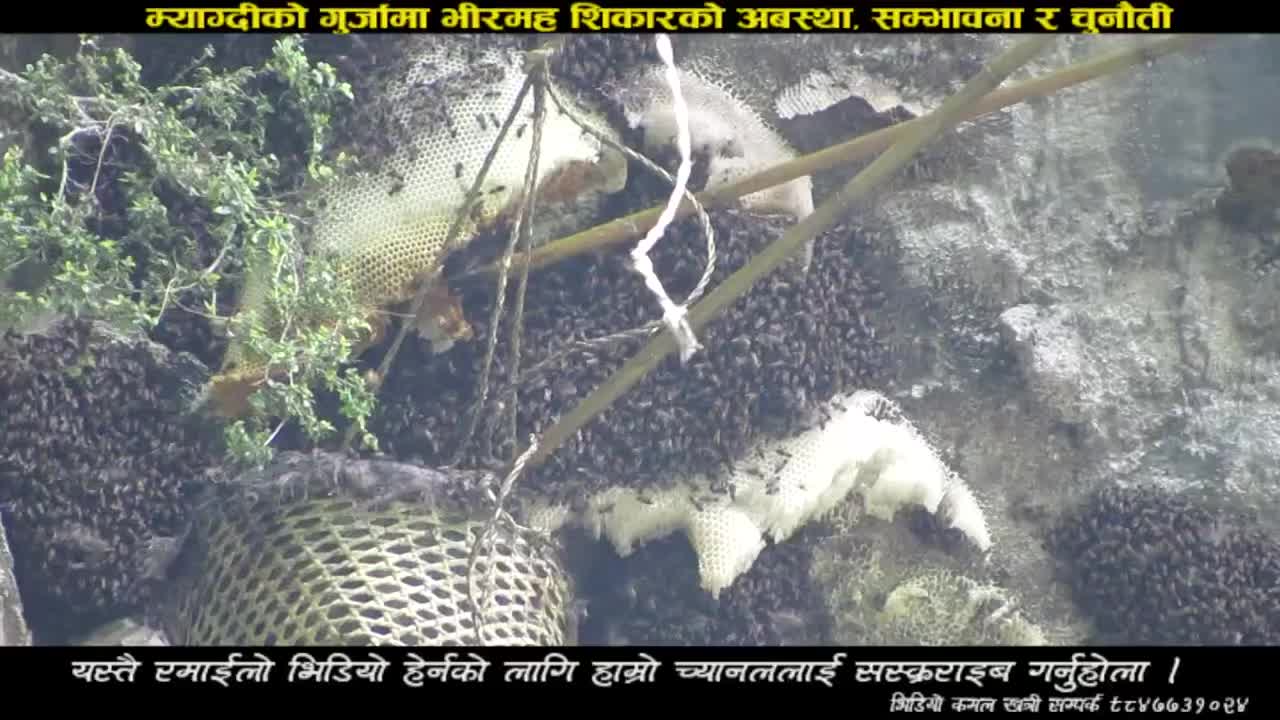 The Himalayan honey hunters of Nepal