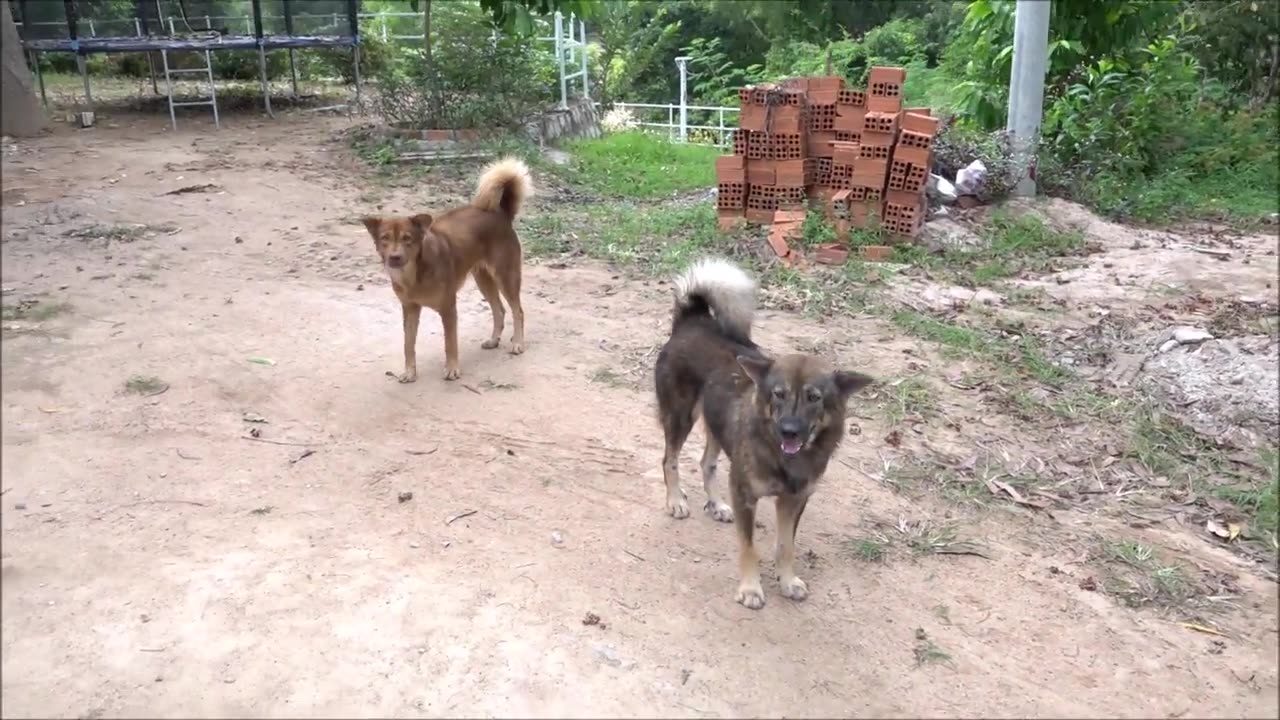 How Dogs React When Seeing Stranger 2-Runing,Barking.