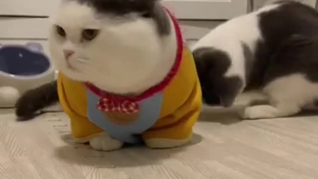 Cute and funny animals 😀😀 video.....