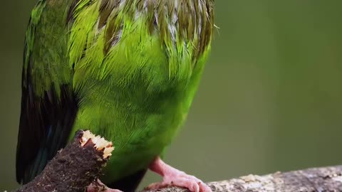 A beautiful green parakeet after a rainy day ...#nature #naturephotography