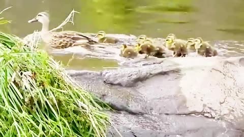 Funny Mom duck ,# duck with mom ,#Traning baby duck,# baby duck .