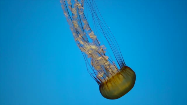 Look at what this is, a golden jellyfish, very rare