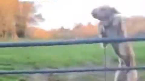 Funny way to jumping dog