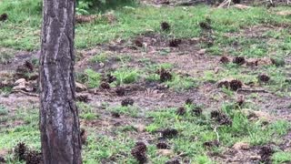 Killdeer with chick