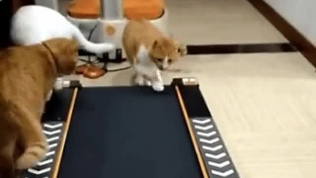 Funny cat walking on treadmill