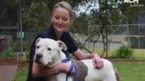 Port Macquarie Animal Shelter _ August 3, 2022 _ Port Macquarie News