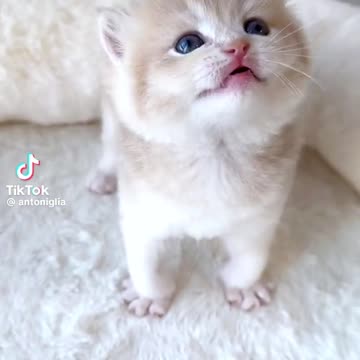 Cute kitten need milk
