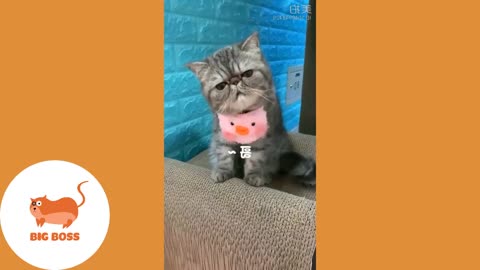 Cute Dogs and Cats | Funny Cats and Dogs Videos Compilation 2022 | Cute Is Not Enough