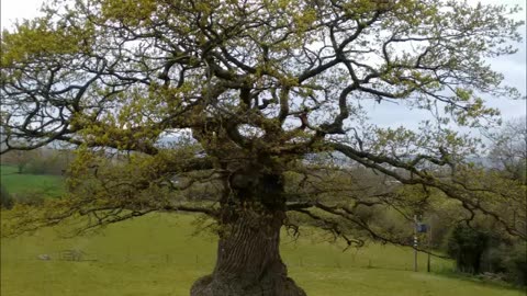 Bristol Tree Forum: Vassili Papastavrou & John Tarlton on St Mary le Port & Yew Tree Farm etc. Feb24