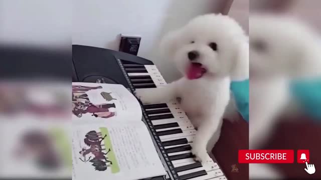 Puppy Practicing Piano Lessons