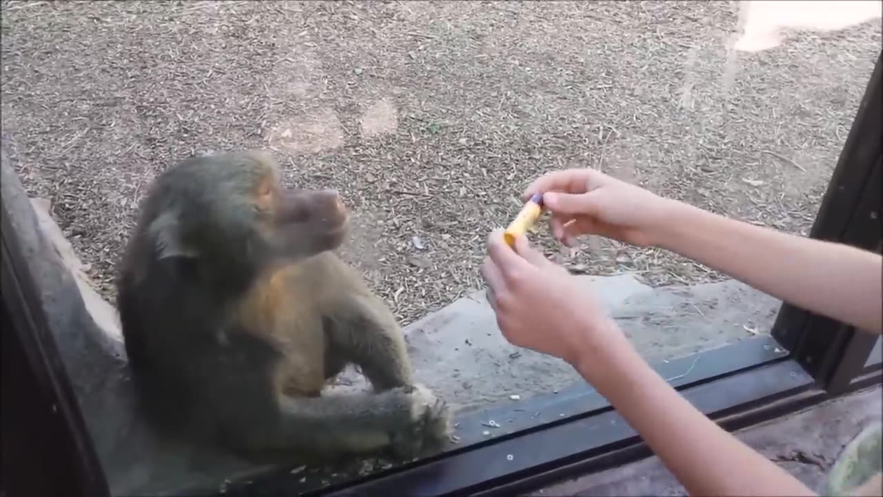 Monkeys react to magic