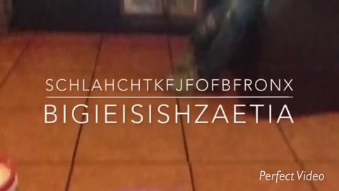 Schlahchtkfjfofbfronx - Bigieisishzaetia