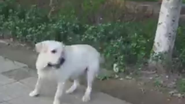 Dog save blind man life