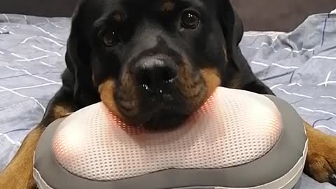 Rottweiler Receives a Massage