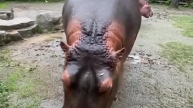 funny hippopotamus eating| viral videos| animal eating videos| best fuuny videos#shorts