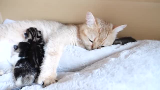 Mother cat sleeps surrounded by baby kittens