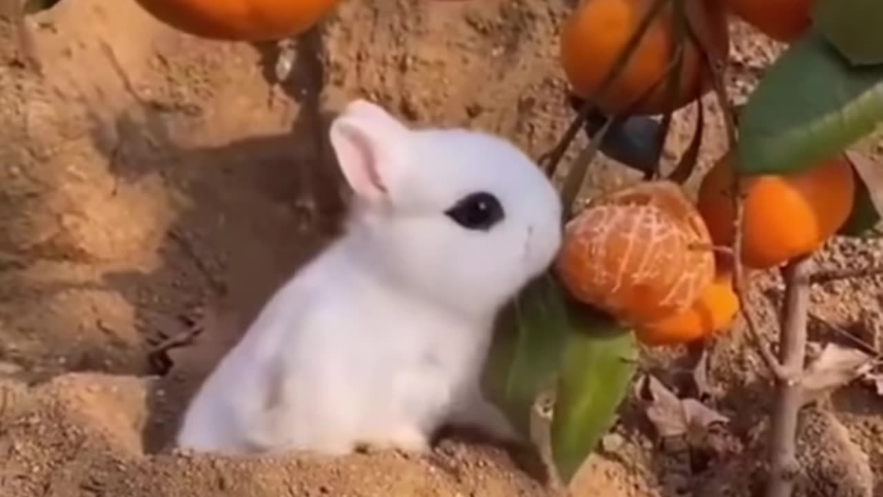 Most funny animal videos of the year (2023)
