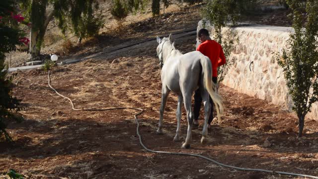 White Arabian Horse