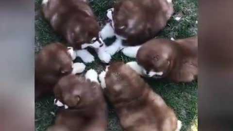 Funny and cute dogs playing