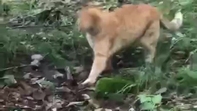 Do you think he is a cat? wrong! He is a tiger