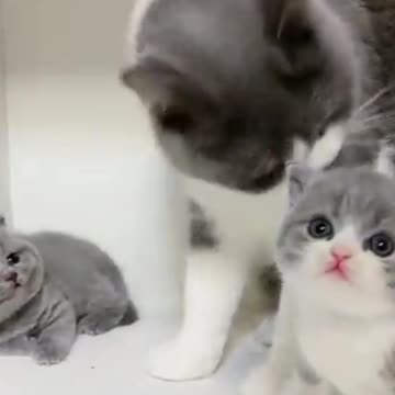 baby cats