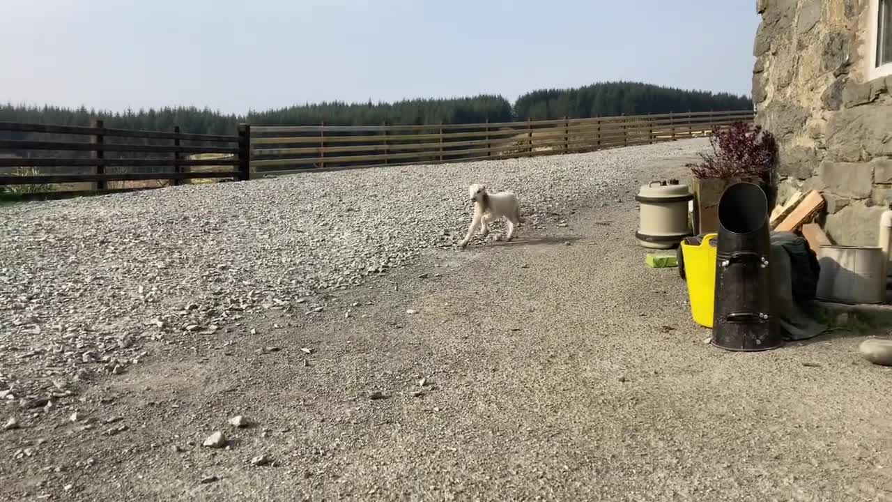 Cute Lamb
